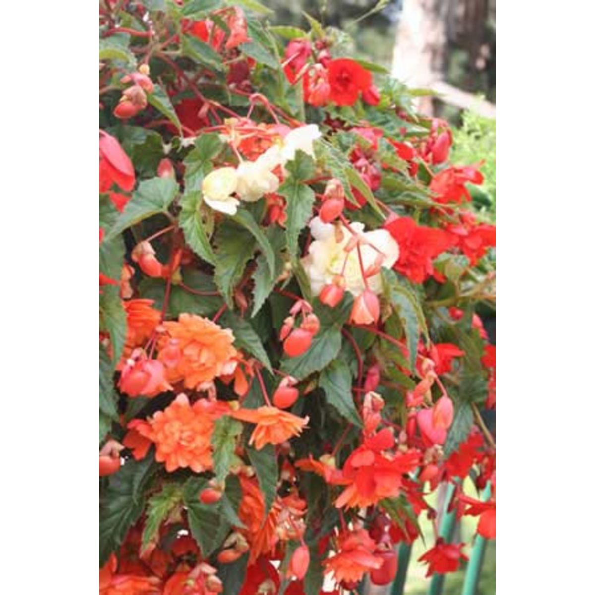 AUCHAN Bégonias Pendula