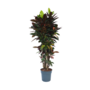 Voir la diapositive 1 : PLANT IN A BOX Croton - Codiaeum variegatum 'Mrs. Iceton' - Hauteur 140-150cm - ⌀31cm