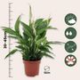 Voir la diapositive 2 : PLANT IN A BOX Fleur de lune - Set de 4 - Spathiphyllum 'Torelli' - Hauteur 30-45cm - ⌀12cm