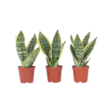 PLANT IN A BOX Langue de belle-mère - Set de 3 - Sansevieria 'Superba' - H35-40cm - ⌀12cm