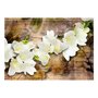 Voir la diapositive 2 : Paris Prix Papier Peint  Freesia on Wood