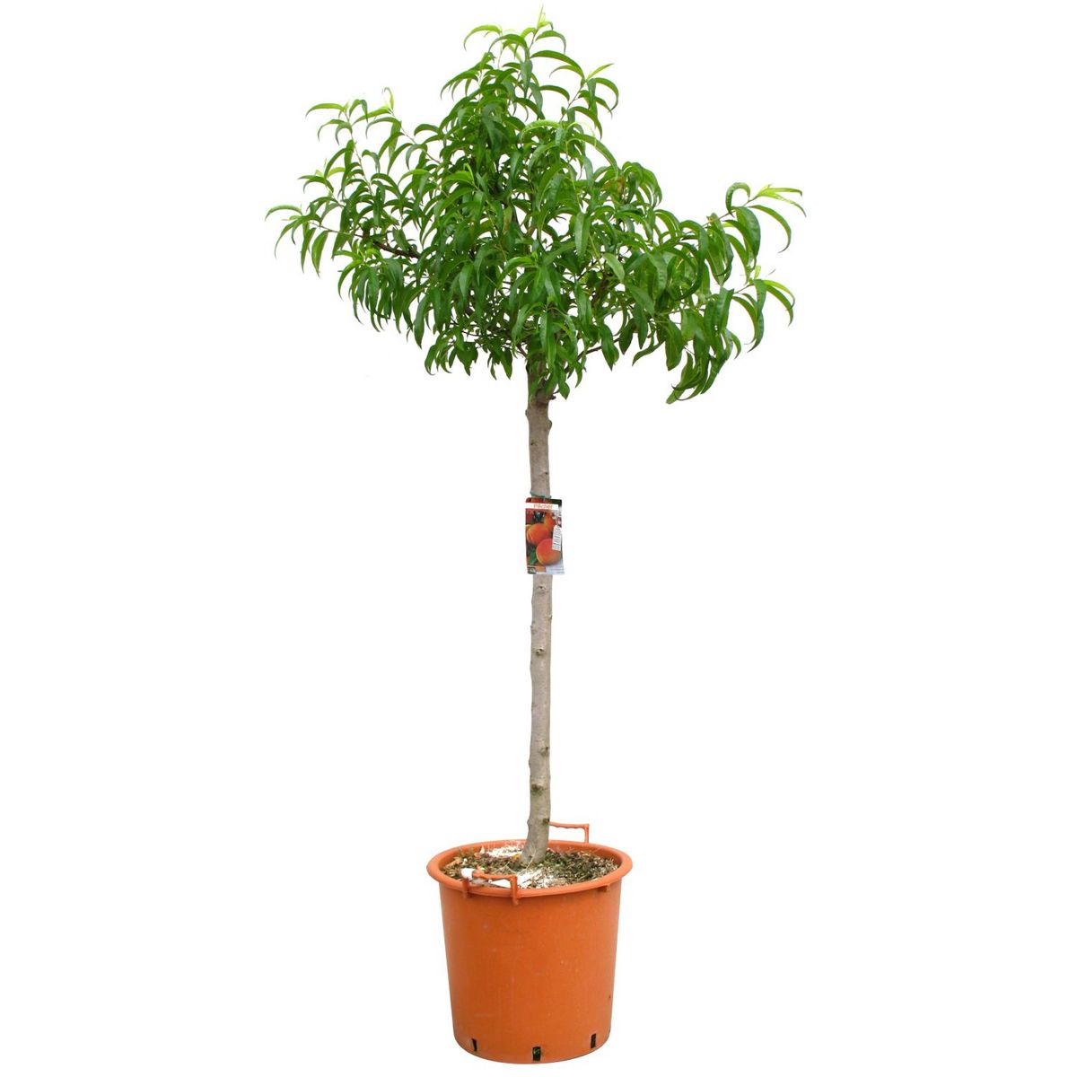 Nectarine fantasia - prunus nuscipersica fantasia - 