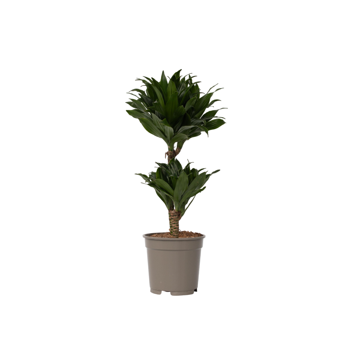 PLANT IN A BOX Dragonnier - Dracaena surculosa - Hauteur 50-65cm - ⌀17cm