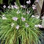 Voir la diapositive 4 : PLANT IN A BOX Tulbaghie - Set de 6 - Tulbaghia violacea - Hauteur 15-25cm - ⌀9cm