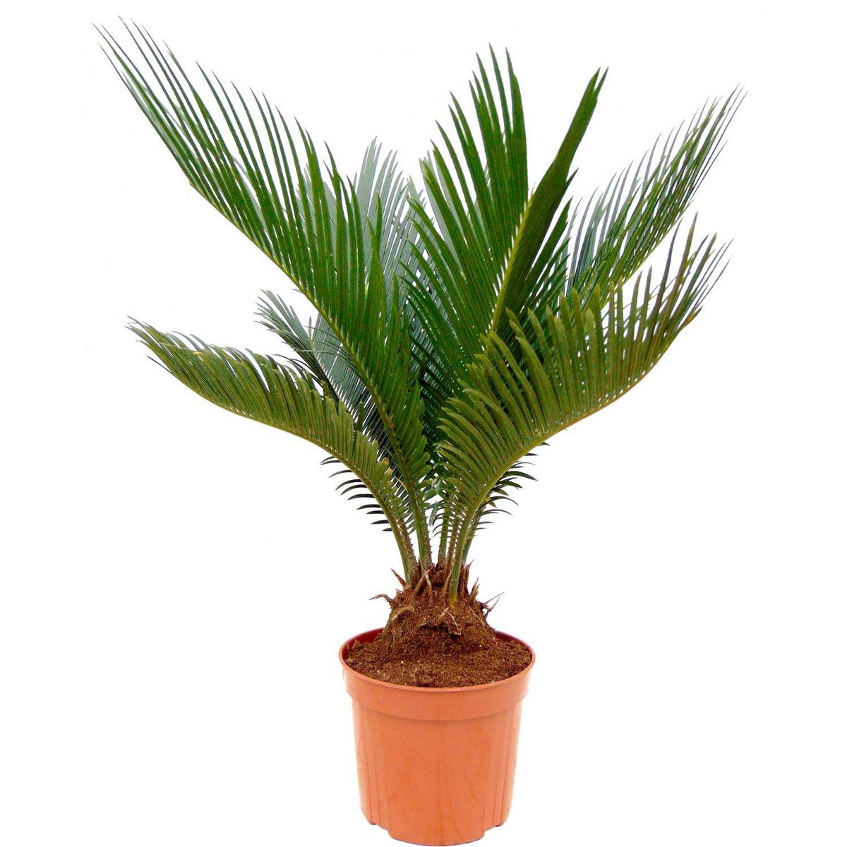 Sagoutier (Cycas Revoluta) - Pot de 1L - H/50-60cm