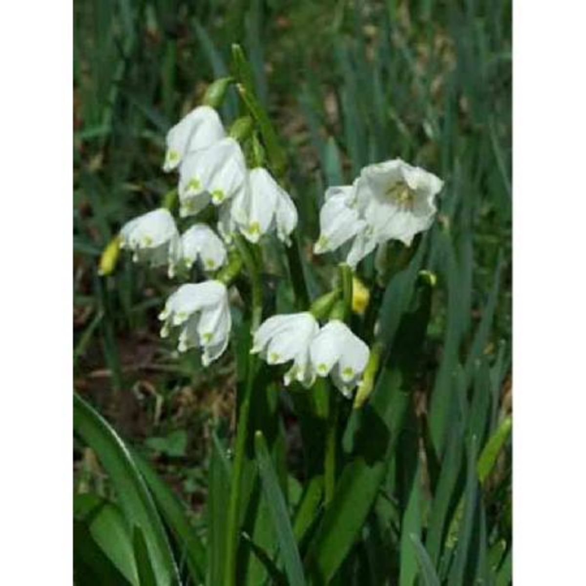 AUCHAN Perce Neige Nivalis