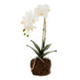 Voir la diapositive 1 : Paris Prix Fleur Artificielle Déco  Orchidée en Terre  40cm Blanc