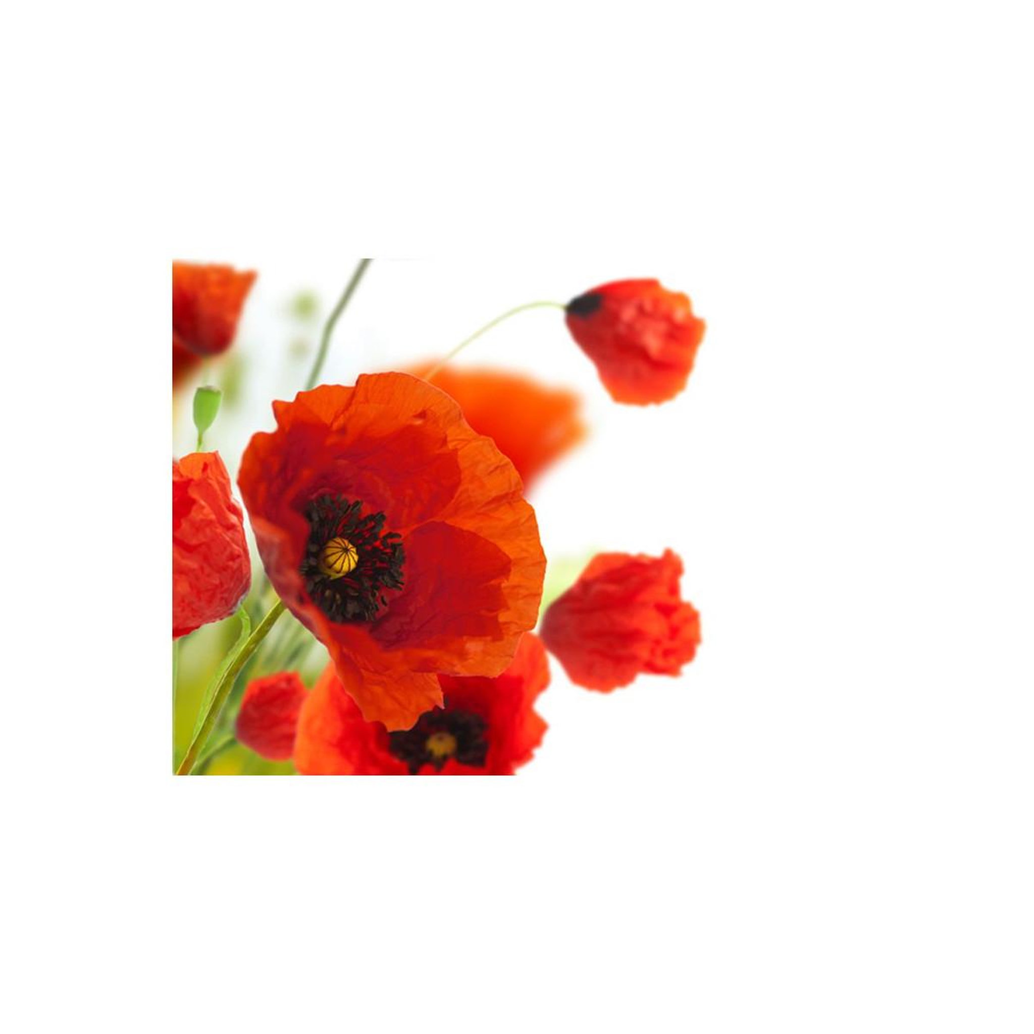 Voir la diapositive 2 : Paris Prix Papier peint  poppies on the wihite background