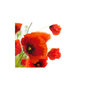 Voir la diapositive 2 : Paris Prix Papier Peint  Poppies on the Wihite Background