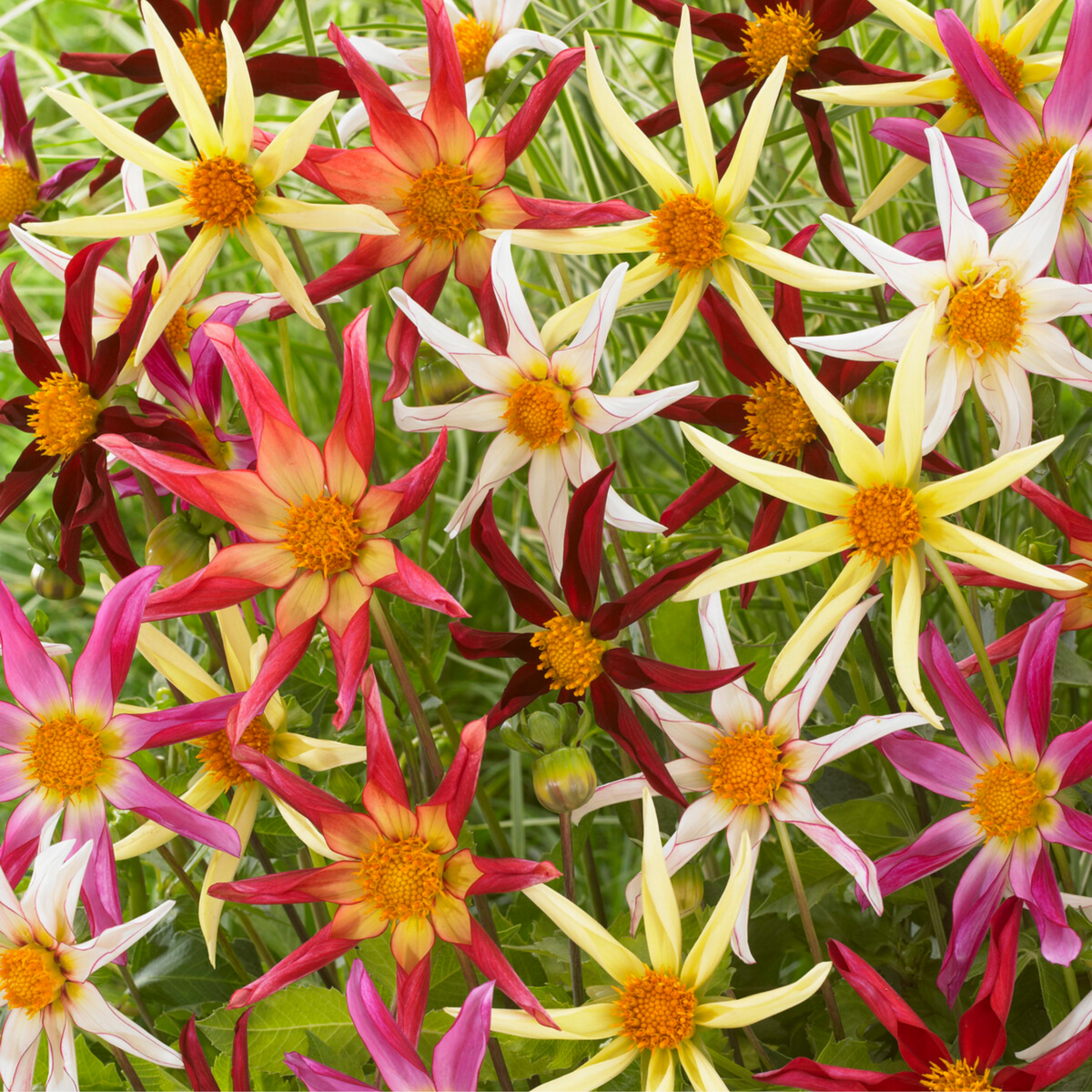 PLANT IN A BOX Dahlias - Set de 3 - Dahlia 'Honka Dark', 'Honka Fragile' - Bulbes à fleurs