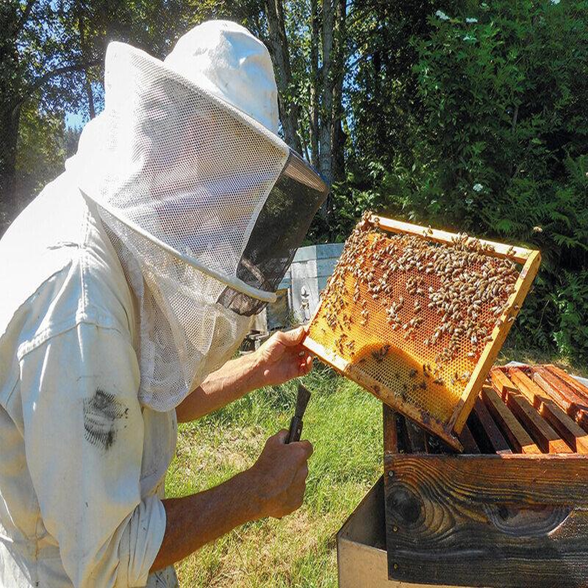 Voir la diapositive 2 : Smartbox Participez à la sauvegarde des abeilles avec 1 an de parrainage d'une ruche - Coffret Cadeau Multi-thèmes
