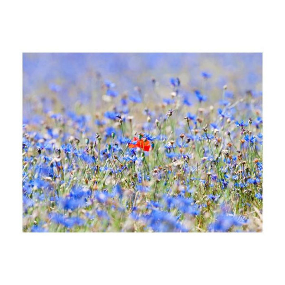 Paris Prix Papier Peint  Prairie Aux Couleurs du Ciel Bleuets