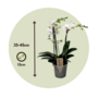 Voir la diapositive 2 : PLANT IN A BOX Orchidée papillon - Phalaenopsis Multiflora - Hauteur 35-45cm - ⌀12cm