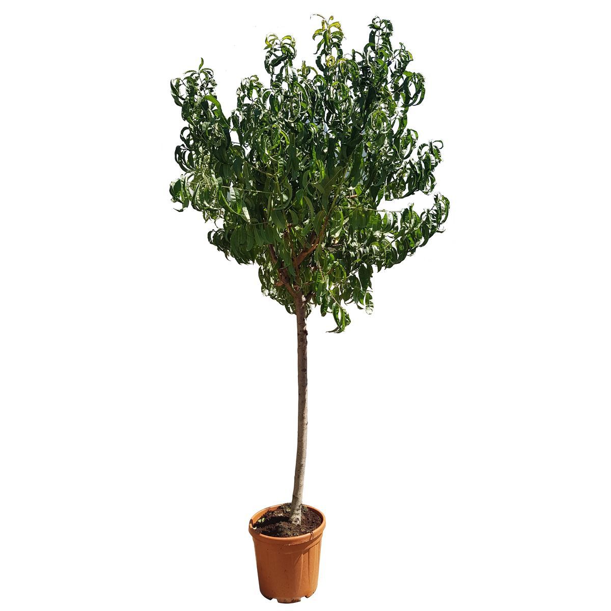 Pecher Paraguyo Pot 25L 1/2 Tige 12/14 Haut. 130/150cm