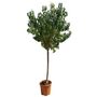 Voir la diapositive 1 : Pecher Paraguyo Pot 25L 1/2 Tige 12/14 Haut. 130/150cm
