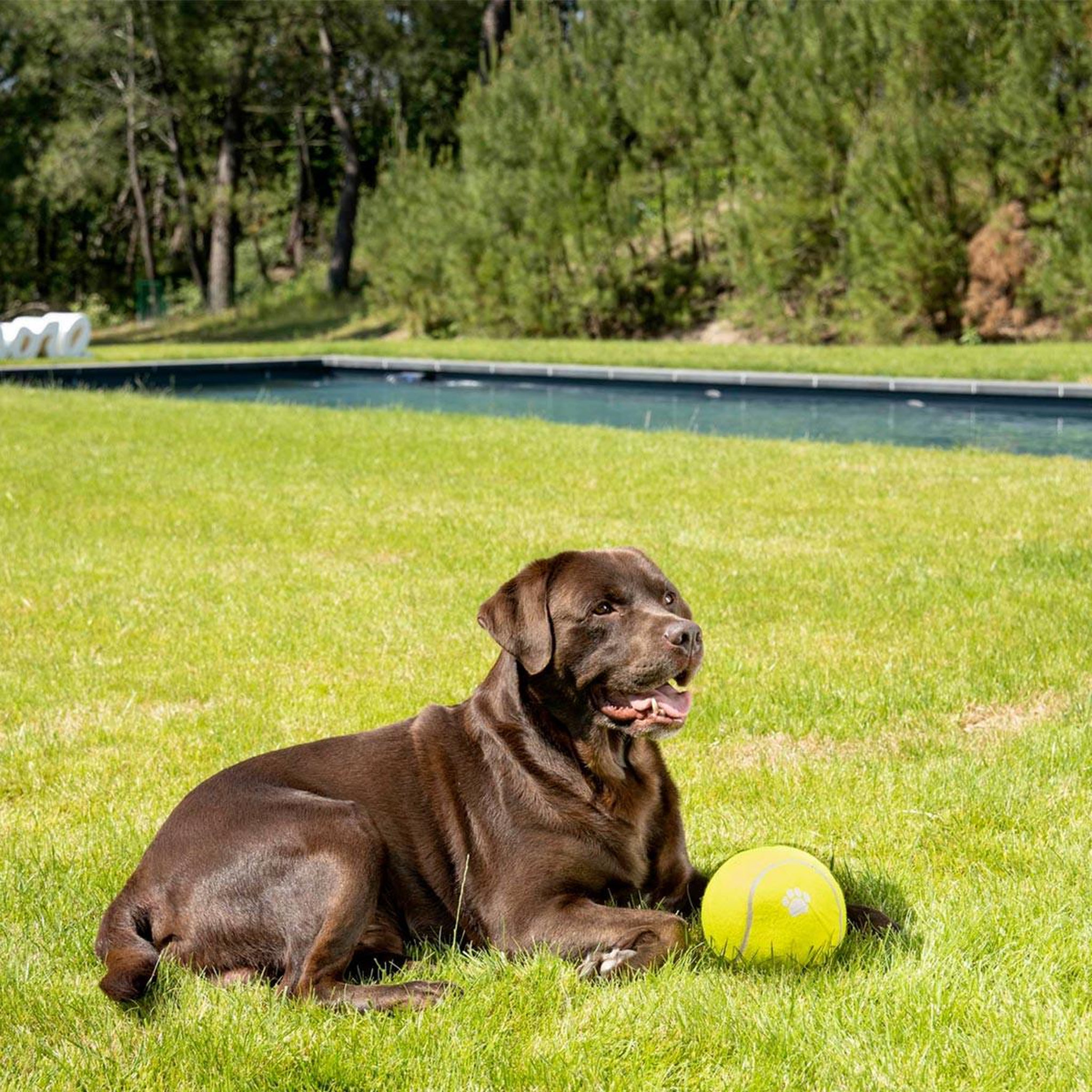 Voir la diapositive 3 : LOVE STORY Jouet pour chien  balle de tennis  15cm jaune