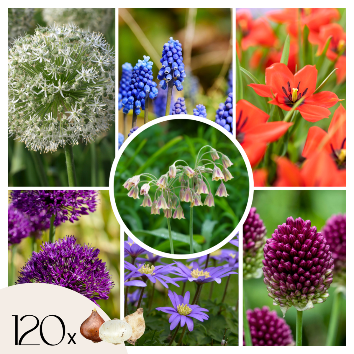 PLANT IN A BOX Mélange de bulbes pour abeilles et papil - Set de 120 - Bulbes à fleurs