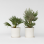 Voir la diapositive 6 : PLANT IN A BOX Palmier nain - Set de 2 - Chamaerops 'Vulcano' - Hauteur 35-45cm - ⌀19cm