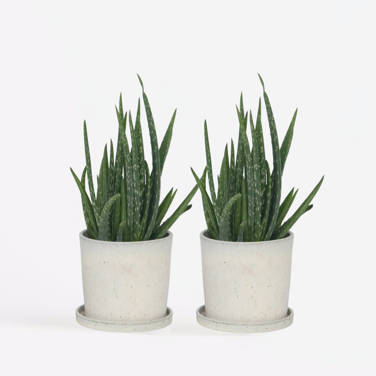 PLANT IN A BOX Aloe vera - Set de 2 - Aloe barbadensis - Hauteur 25-40cm - ⌀10,5cm