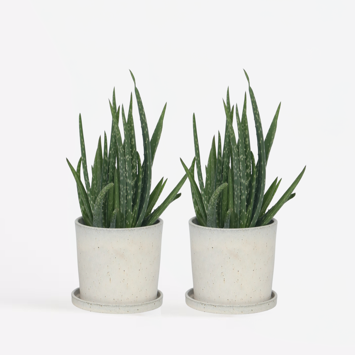 PLANT IN A BOX Aloe vera - Set de 2 - Aloe barbadensis - Hauteur 25-40cm - ⌀10,5cm