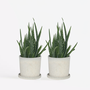 Voir la diapositive 6 : PLANT IN A BOX Aloe vera - Set de 2 - Aloe barbadensis - Hauteur 25-40cm - ⌀10,5cm