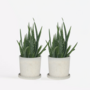Voir la diapositive 6 : PLANT IN A BOX Aloe vera - Set de 2 - Aloe barbadensis - Hauteur 25-40cm - ⌀10,5cm