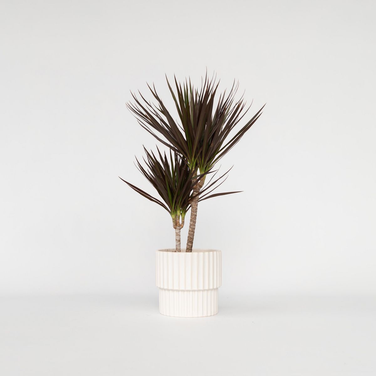 PLANT IN A BOX Dragonnier - Dracaena marginata 'Magenta' - Hauteur 70-80cm - ⌀17cm