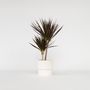 Voir la diapositive 6 : PLANT IN A BOX Dragonnier - Dracaena marginata 'Magenta' - Hauteur 70-80cm - ⌀17cm