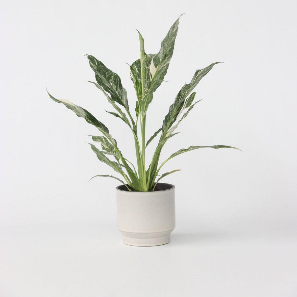 PLANT IN A BOX Fleur de lune - Spathiphyllum 'Diamond' - Hauteur 40-50cm - ⌀12cm