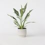 Voir la diapositive 6 : PLANT IN A BOX Fleur de lune - Spathiphyllum 'Diamond' - Hauteur 40-50cm - ⌀12cm