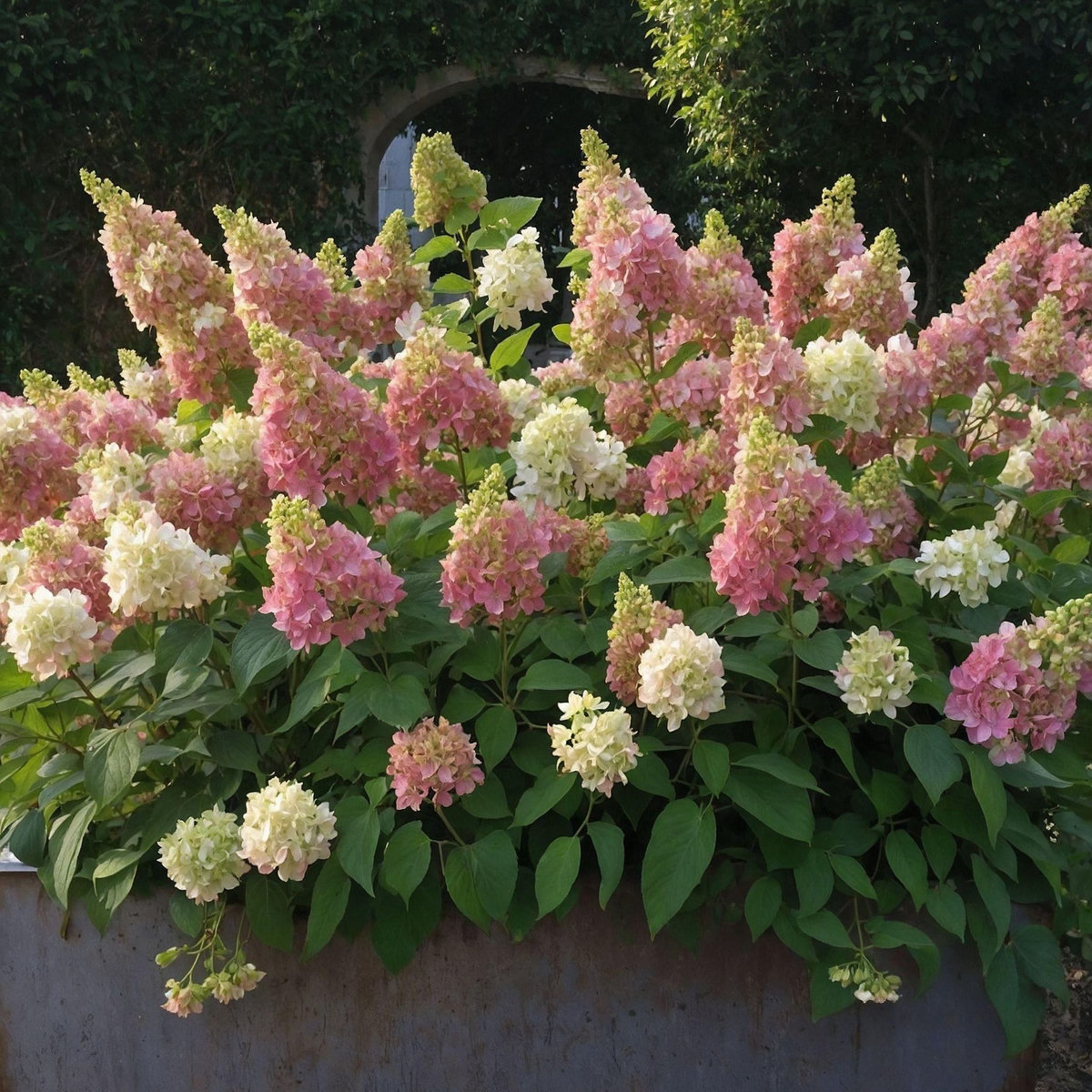 PLANT IN A BOX Hortensia - Set de 2 - Hydrangea paniculata 'Candlelight' - H25-40cm - ⌀19cm