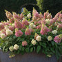Voir la diapositive 4 : PLANT IN A BOX Hortensia - Set de 2 - Hydrangea paniculata 'Candlelight' - H25-40cm - ⌀19cm