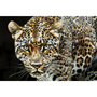 Voir la diapositive 2 : Paris Prix Tableau Peinture  Jaguar  82x82cm Multicolore