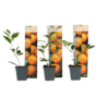 Voir la diapositive 1 : PLANT IN A BOX Oranger - Lot de 3 - Citrus mitis Calamondin - Hauteur 25-40cm - ⌀9cm
