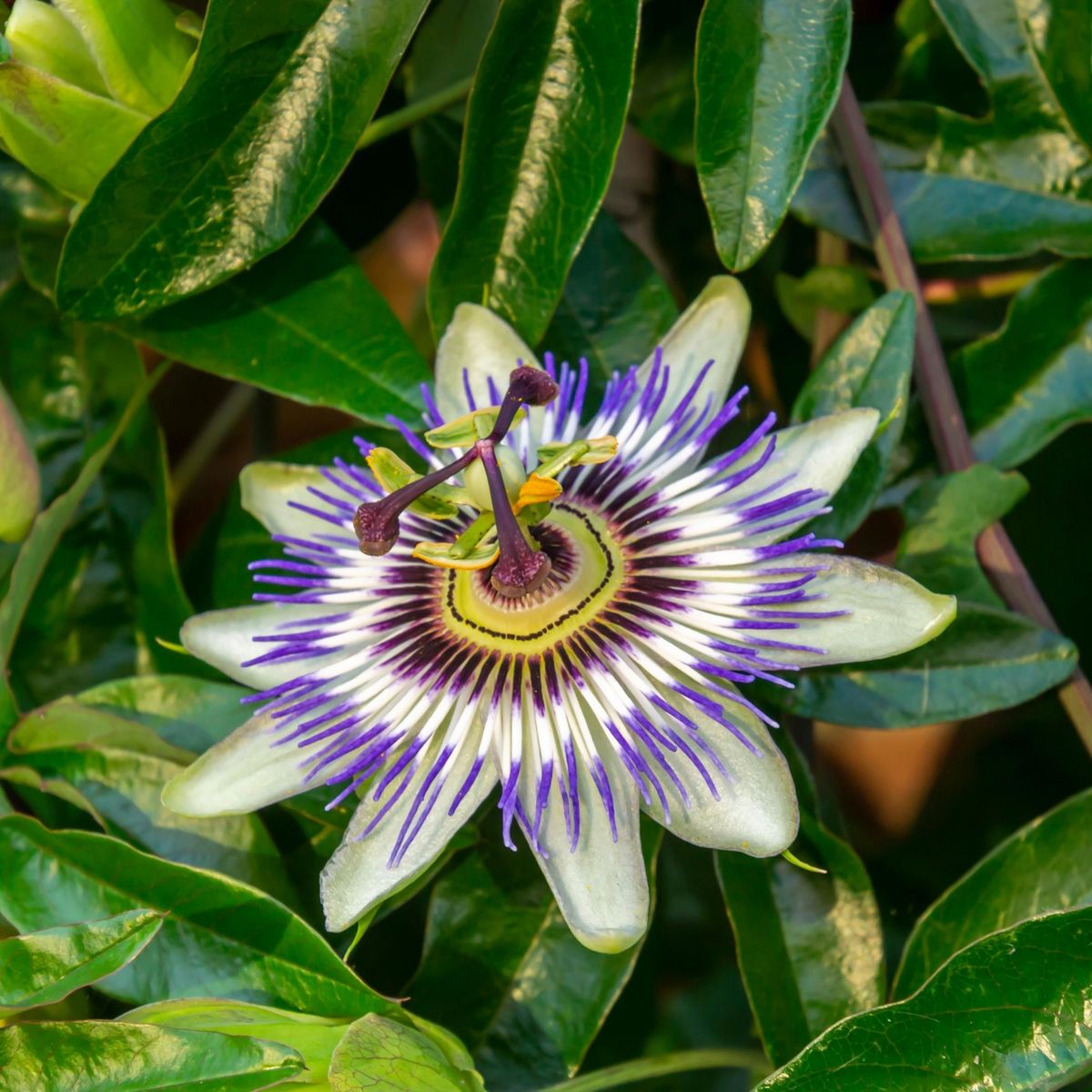 PLANT IN A BOX Passiflore - Set de 3 - Passiflora hybridum - Hauteur 25-40cm - ⌀9cm