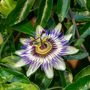 Voir la diapositive 3 : PLANT IN A BOX Passiflore - Set de 3 - Passiflora hybridum - Hauteur 25-40cm - ⌀9cm