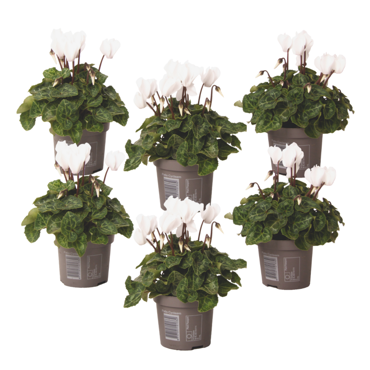 PLANT IN A BOX Cyclamen de Perse - Set de 6 - Cyclamen persicum 'Metis White' - H10-20cm - ⌀9cm