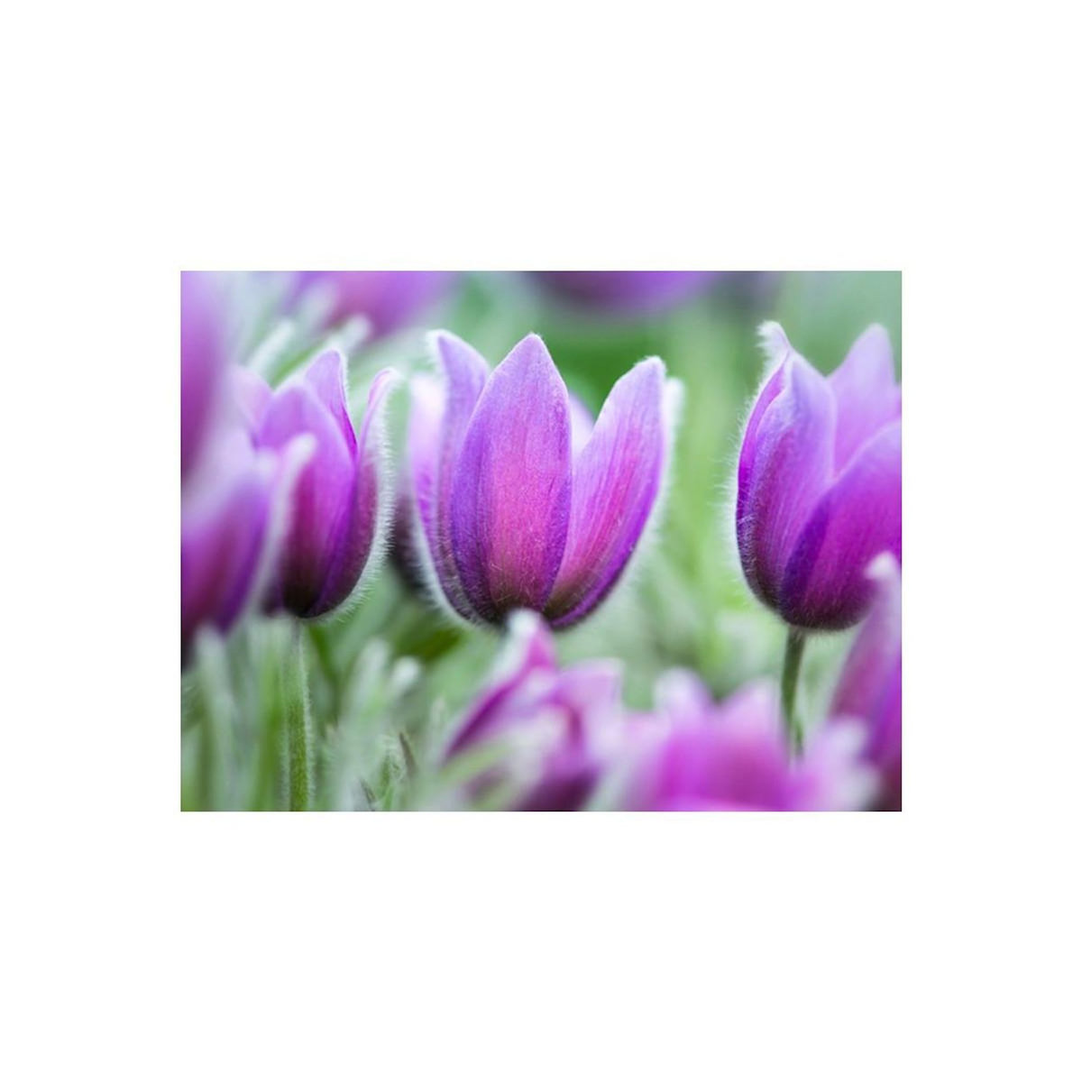 Paris Prix Papier Peint  Tulipes Violettes au Printemps
