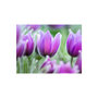 Voir la diapositive 2 : Paris Prix Papier Peint  Tulipes Violettes au Printemps