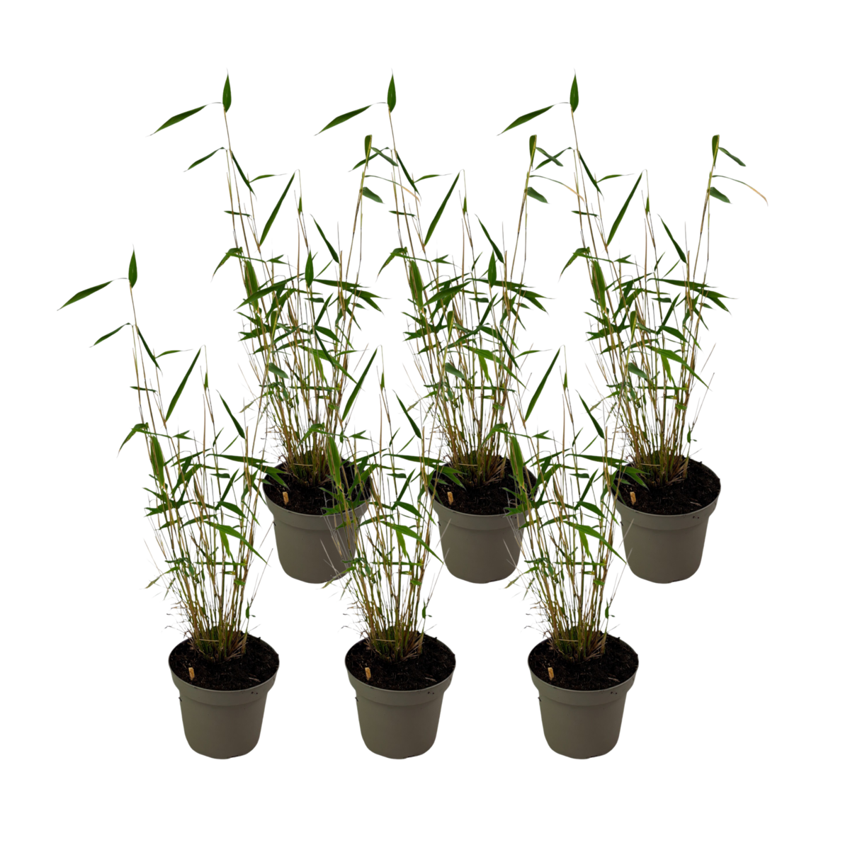 PLANT IN A BOX Bambou non-traçant - Set de 18 - Fargesia 'Blue Dragon - Hauteur 30-40cm - ⌀13cm