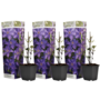 Voir la diapositive 1 : PLANT IN A BOX Clématite - Set de 3 - Clematis 'The President' - Hauteur 25-40cm - ⌀9cm