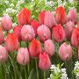 Voir la diapositive 4 : PLANT IN A BOX Tulipe - Set de 40 - Tulipa 'Salmon', 'Van Eijk' - Bulbes à fleurs - Rouge
