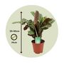 Voir la diapositive 2 : PLANT IN A BOX Plante Dormeuse - Set de 2 - Ctenanthe 'burle-marxii' - Hauteur 30-40cm - ⌀14cm