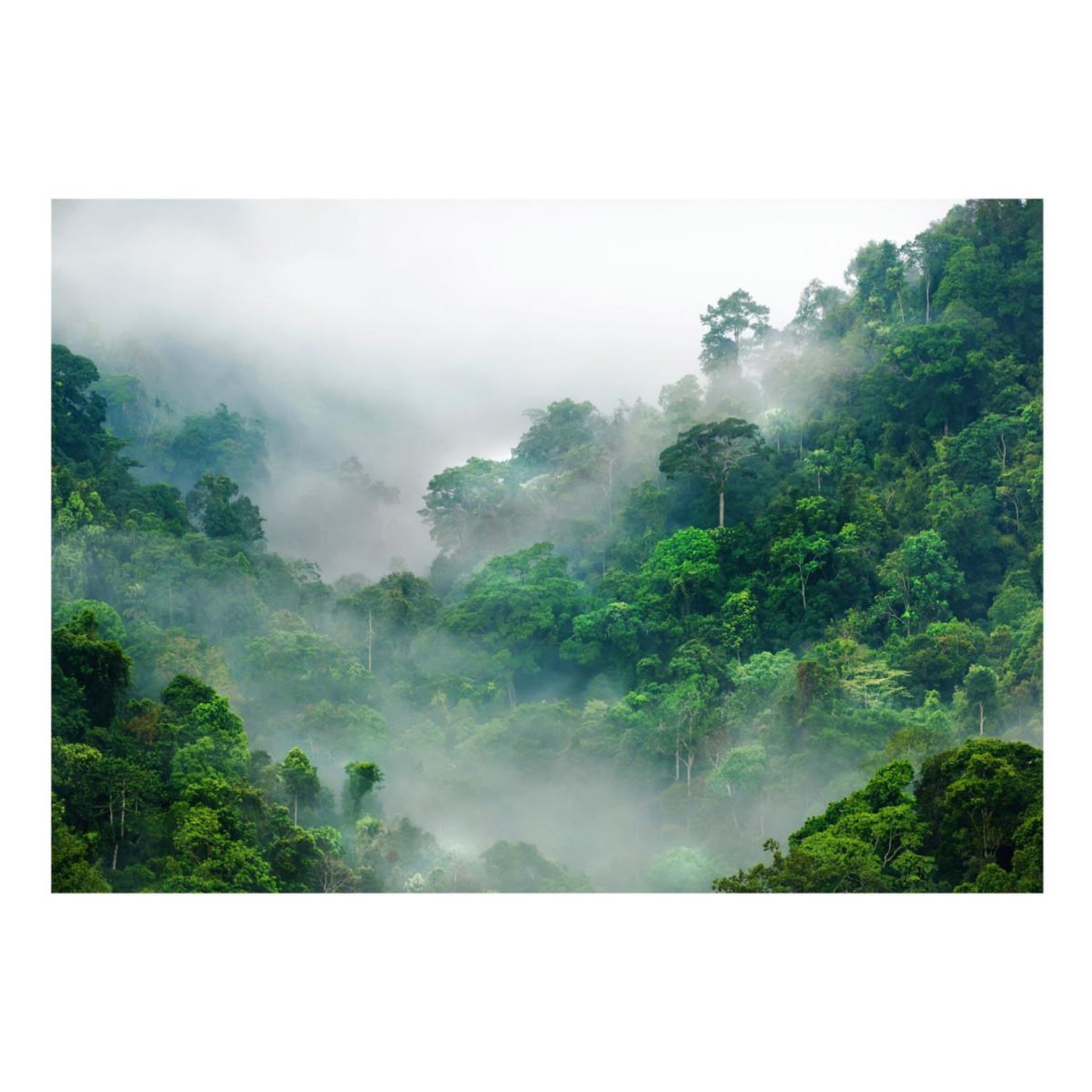 Voir la diapositive 2 : Paris Prix Papier peint  morning fog