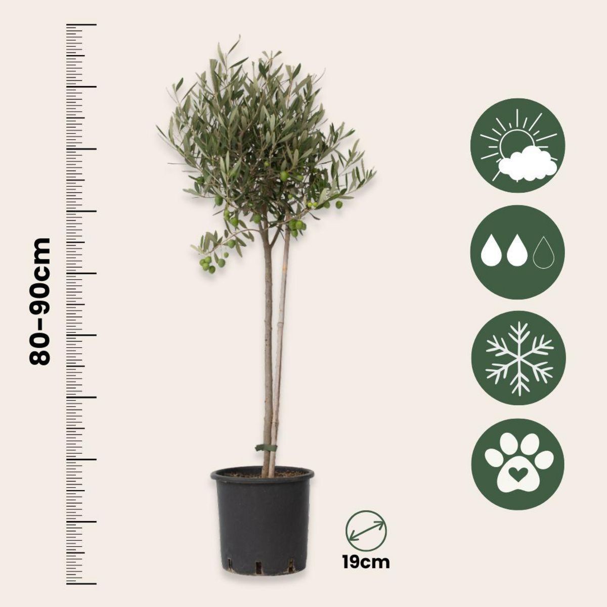 PLANT IN A BOX Olivier - Set de 2 - Olea europaea - Hauteur 80-90cm - ⌀19cm