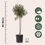Voir la diapositive 2 : PLANT IN A BOX Olivier - Set de 2 - Olea europaea - Hauteur 80-90cm - ⌀19cm