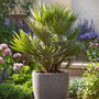 Voir la diapositive 4 : PLANT IN A BOX Palmier nain - Chamaerops 'Vulcano' - Hauteur 45-55cm - ⌀24cm