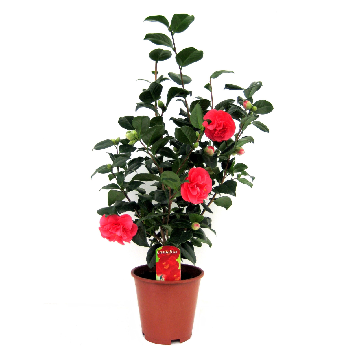 PLANT IN A BOX Camélia - Camellia japonica 'Lady Campbell' - Hauteur 60-70cm - ⌀19cm