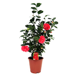 PLANT IN A BOX Camélia - Camellia japonica 'Lady Campbell' - Hauteur 60-70cm - ⌀19cm