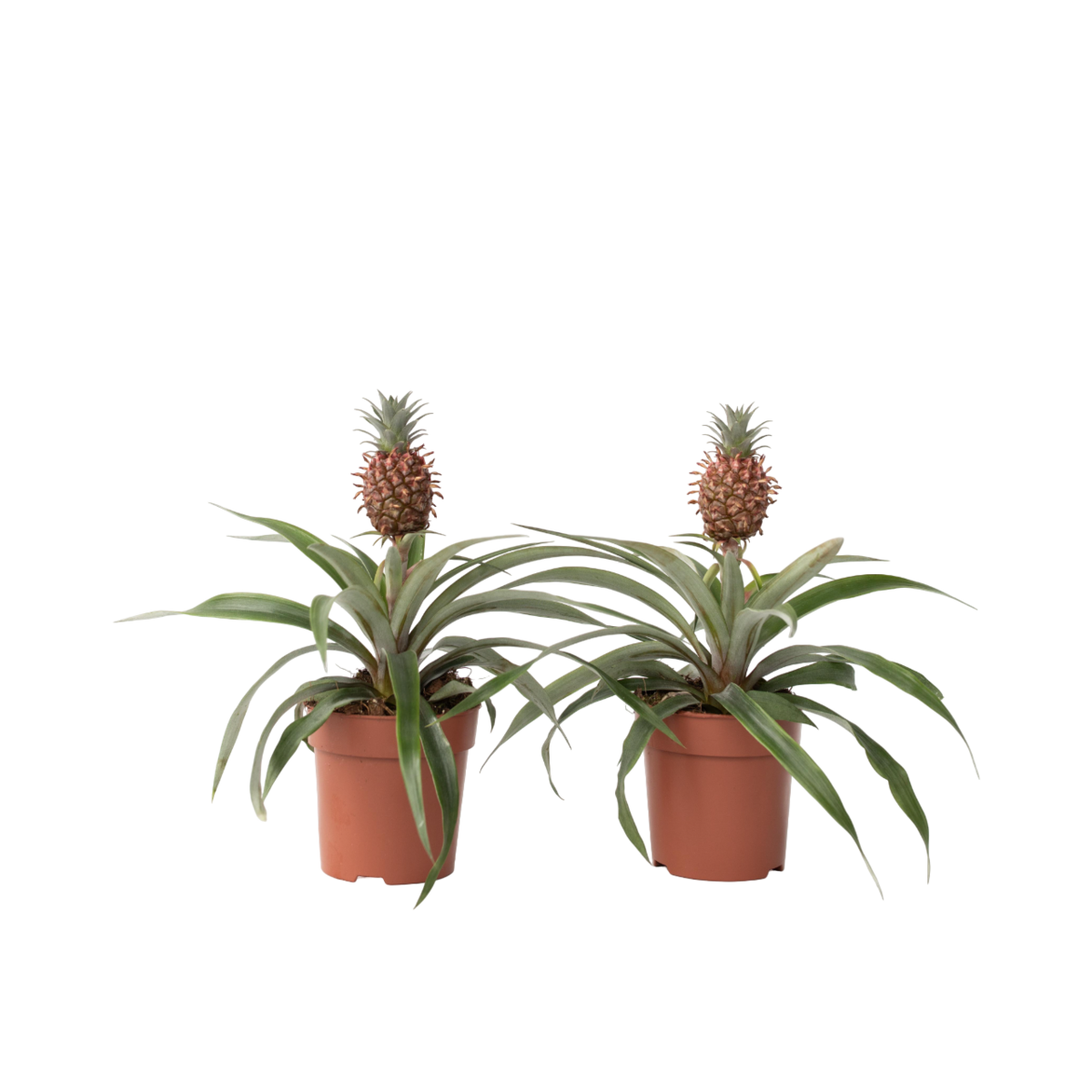 PLANT IN A BOX Ananas d'ornement - Set de 2 - Ananas comosus 'Mi Amigo' - H35-45cm - ⌀12cm